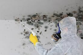 Best Emergency Mold Remediation  in Iraan, TX